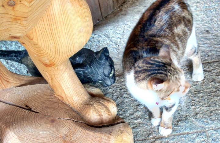 木彫りの猫とリアル猫.jpeg